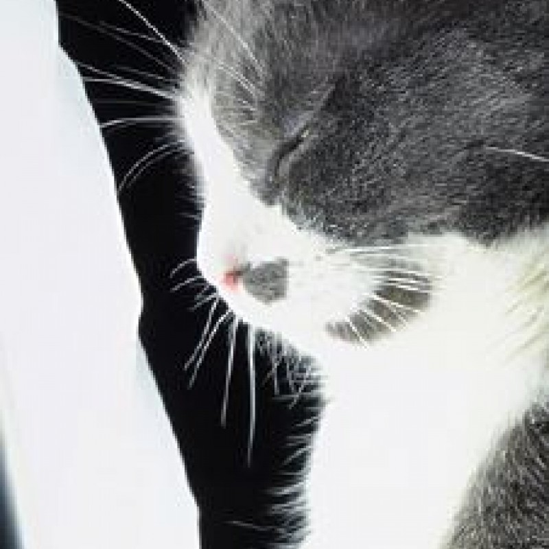 Brachytherapie hundkatzepferd